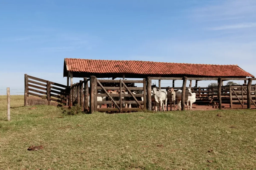 Balança para Gado