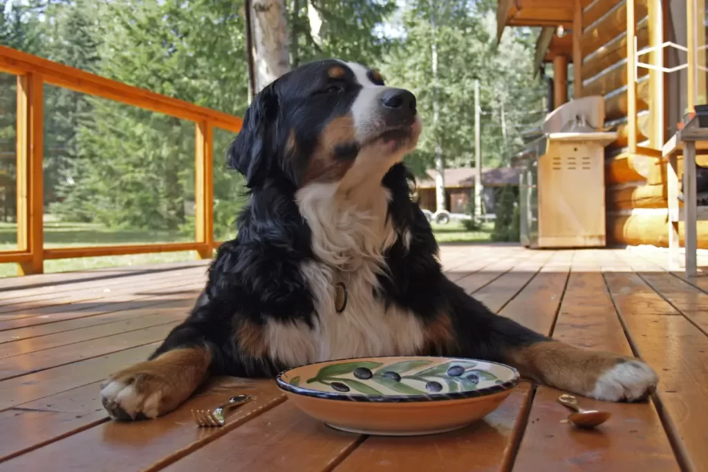 Cachorro Pode Comer Manga