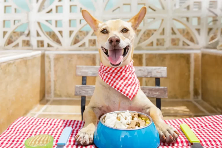 Cachorro Pode Comer Manga