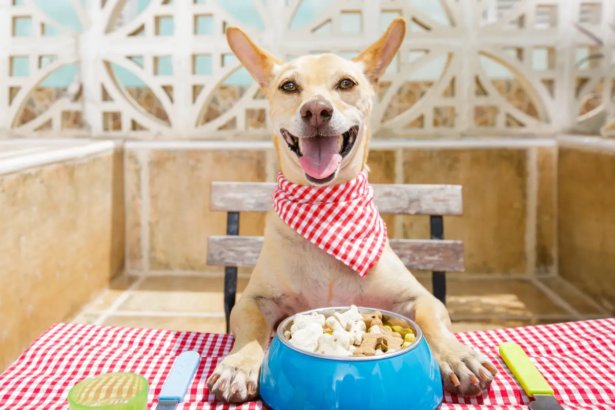 Cachorro Pode Comer Manga