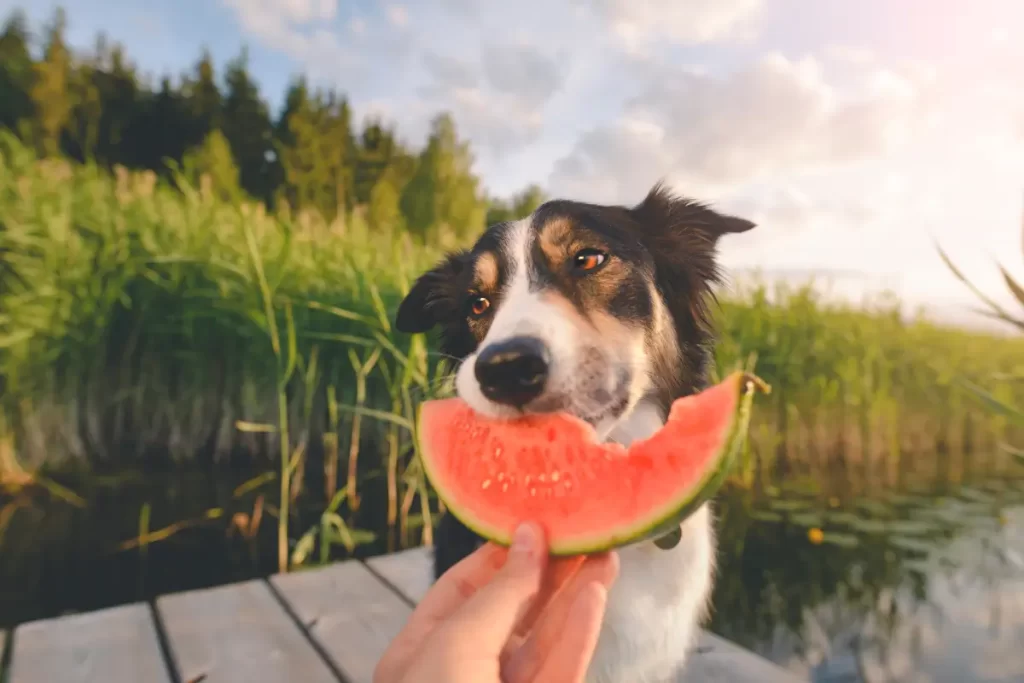 Cachorro Pode Comer Manga