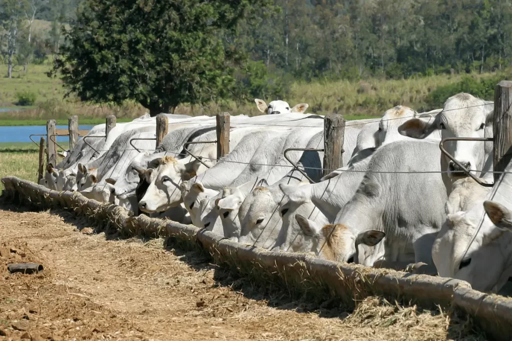 Cocho para gado