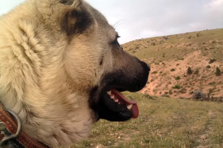 Qual é o Cachorro Mais Forte do Mundo? Descubra os Campeões de Força Canina