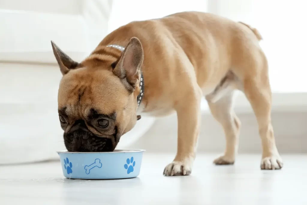 Qual é a melhor ração para cachorro