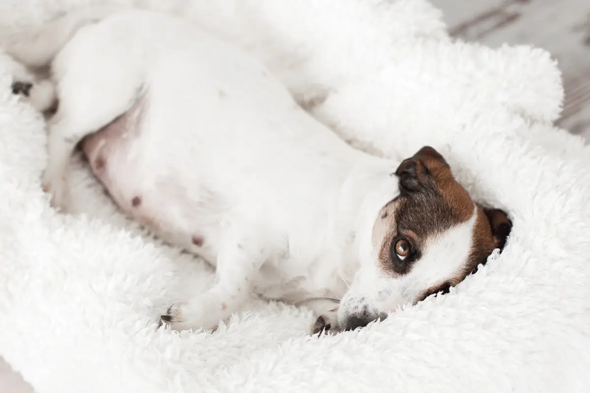 Quanto Tempo Dura a Gestação de Um Cachorro