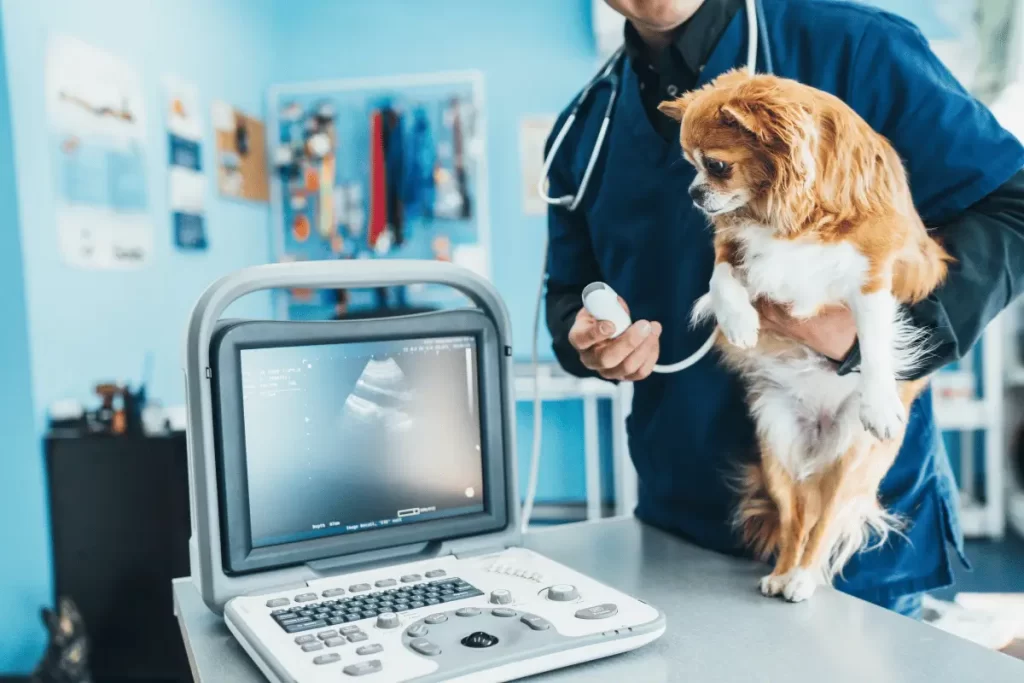 Quanto Tempo Dura a Gestação de Um Cachorro