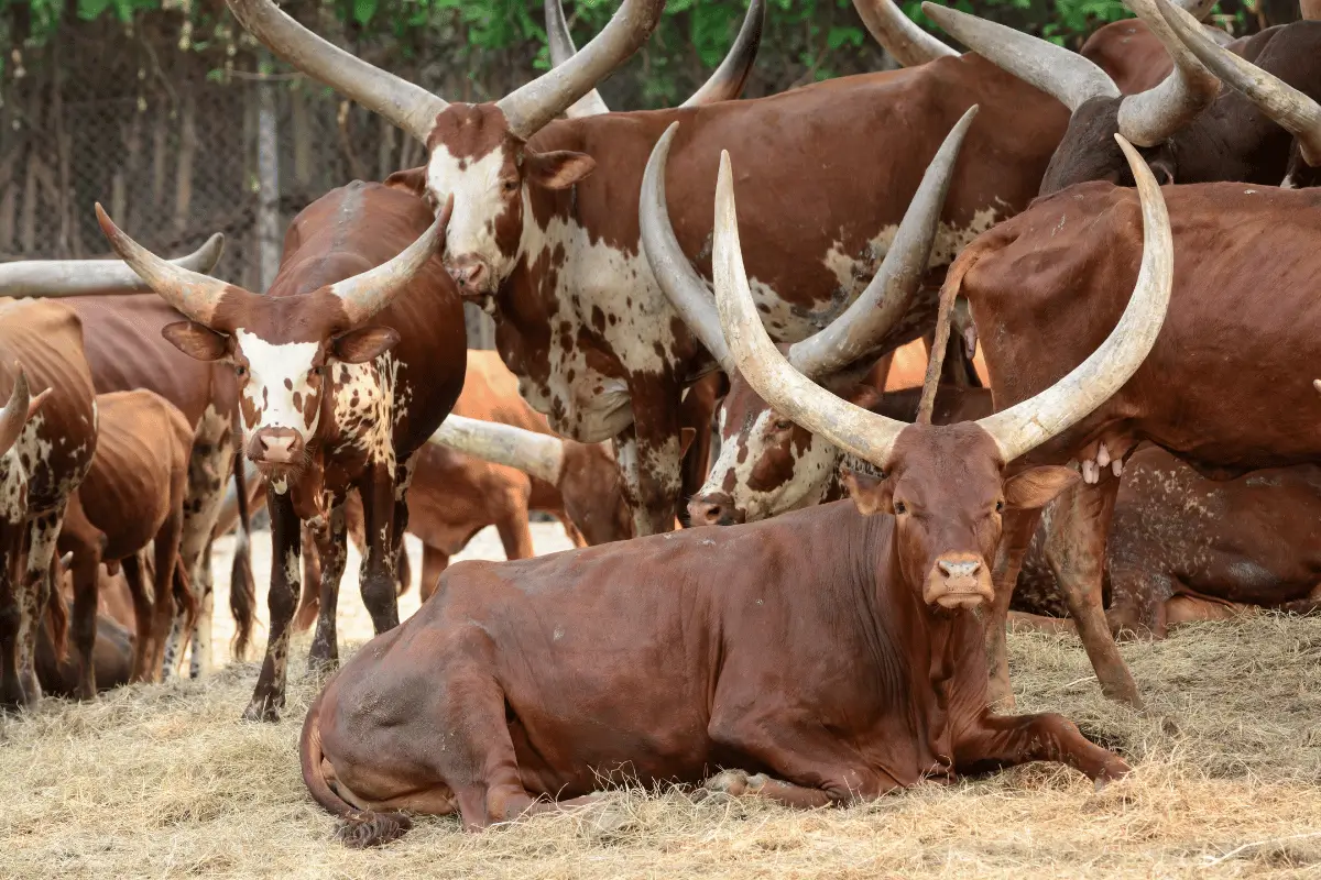 Raças de Gado