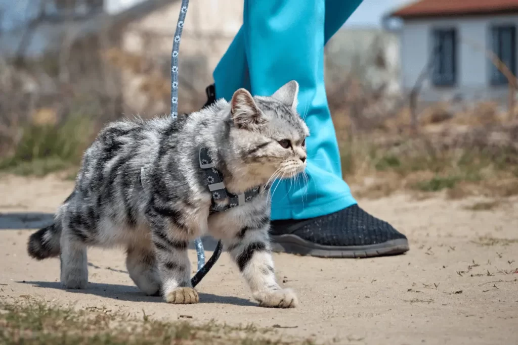 Tipos de Coleiras para Gatos