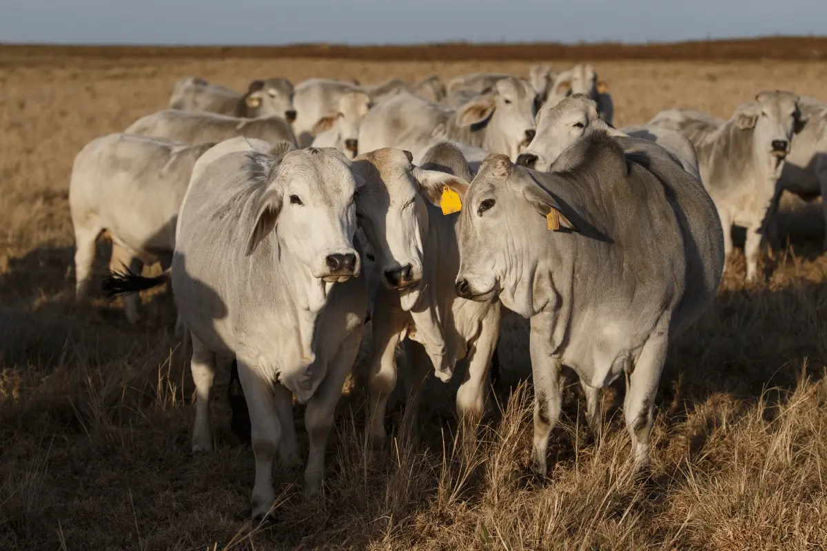 gado brahman