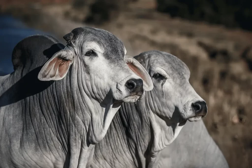 Brahman Gado