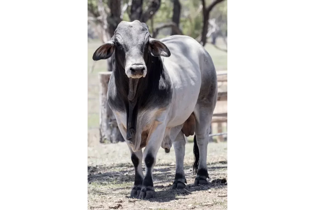 gado brahman