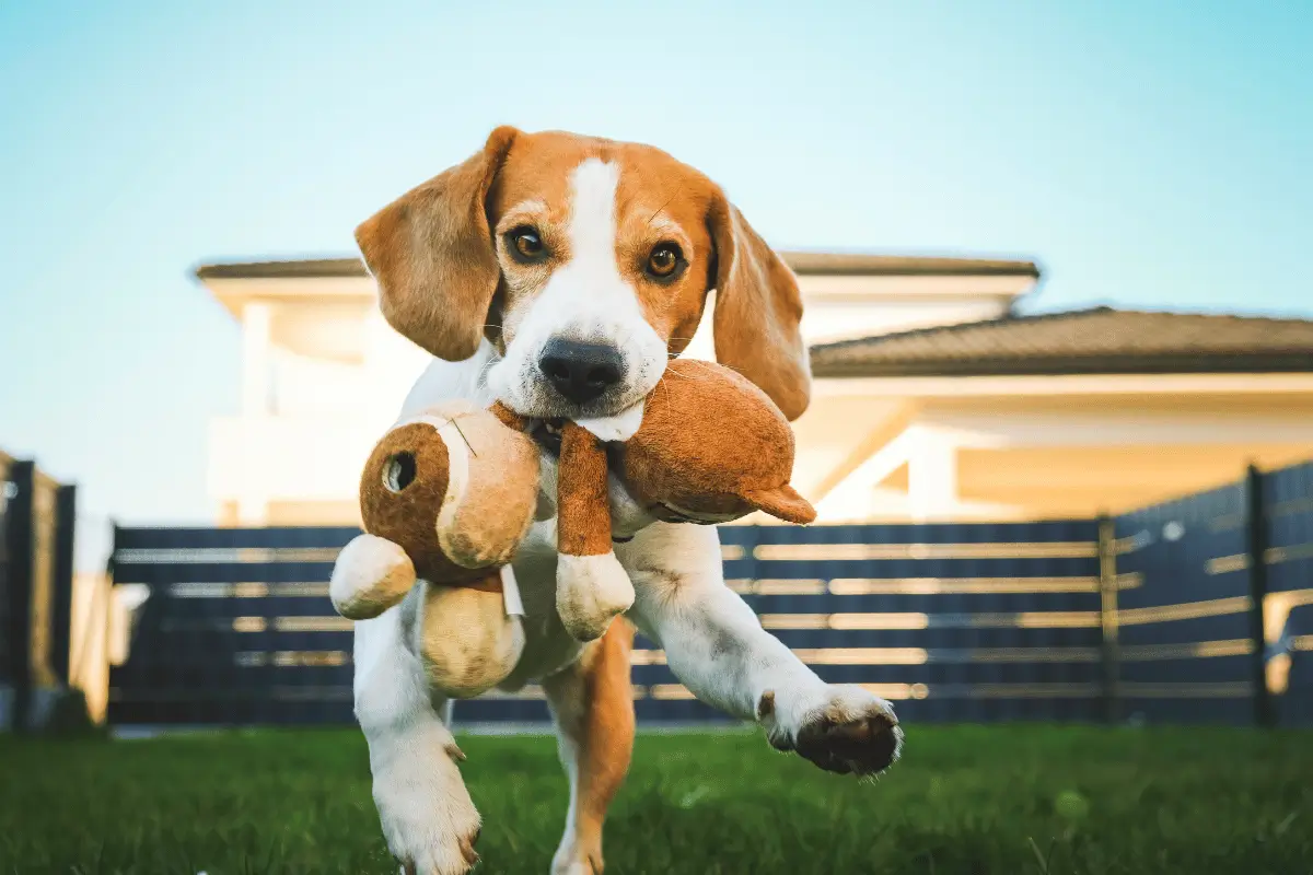 Brinquedos para Cachorros