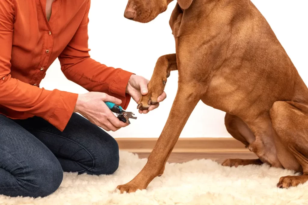 como cortar unha de cachorro