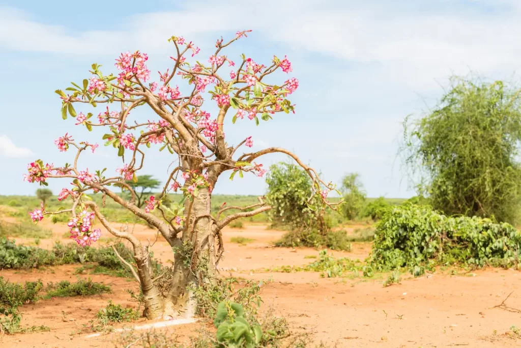 como fazer a rosa do deserto florir