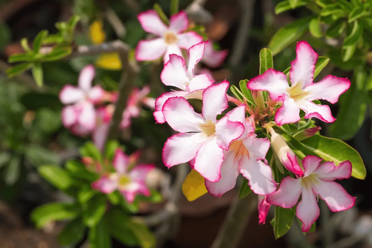 como fazer a rosa do deserto florir