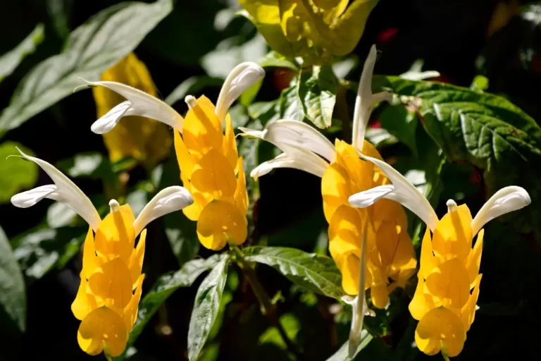 Planta Camarão Amarelo