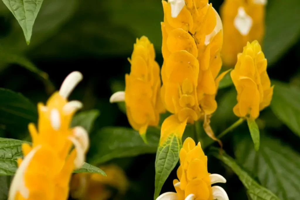 Planta Camarão Amarelo