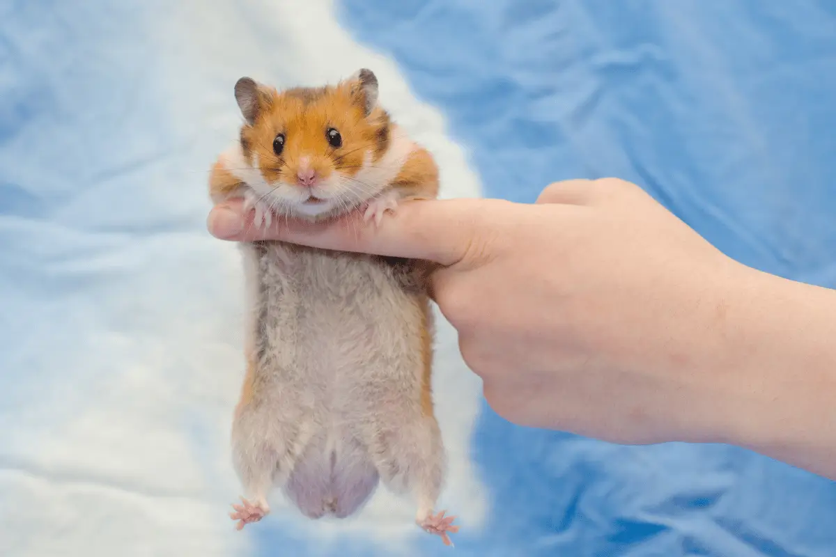 hamster sírio