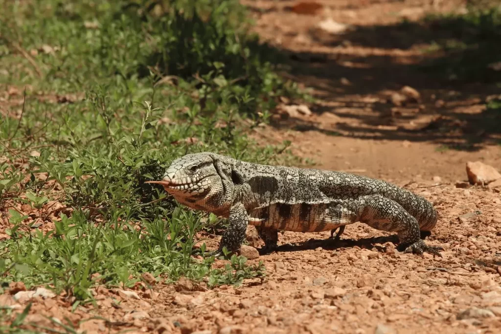 lagarto teiú