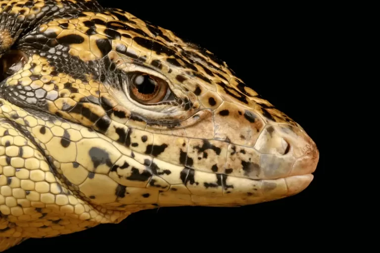 Descubra mais sobre o fascinante lagarto teiú