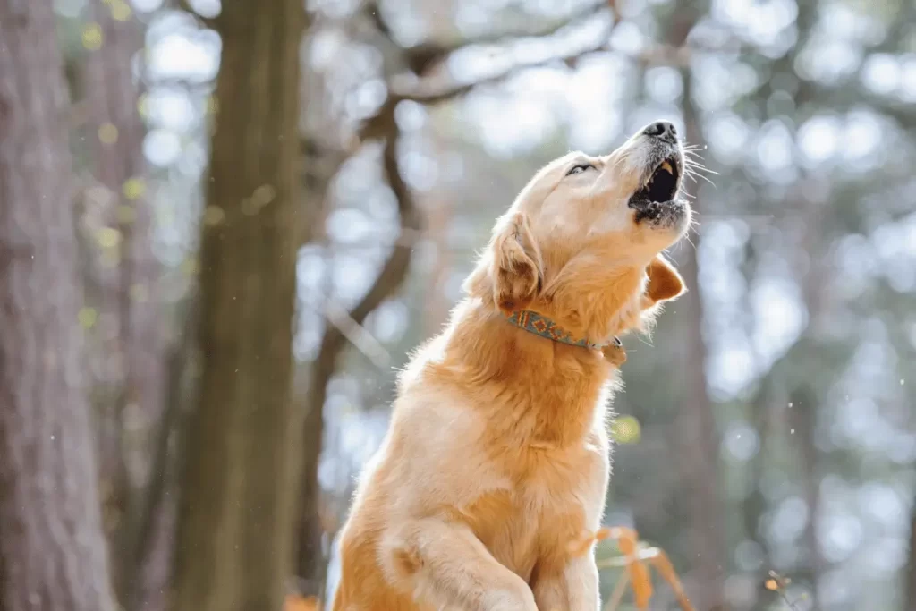 o que significa cachorro uivar