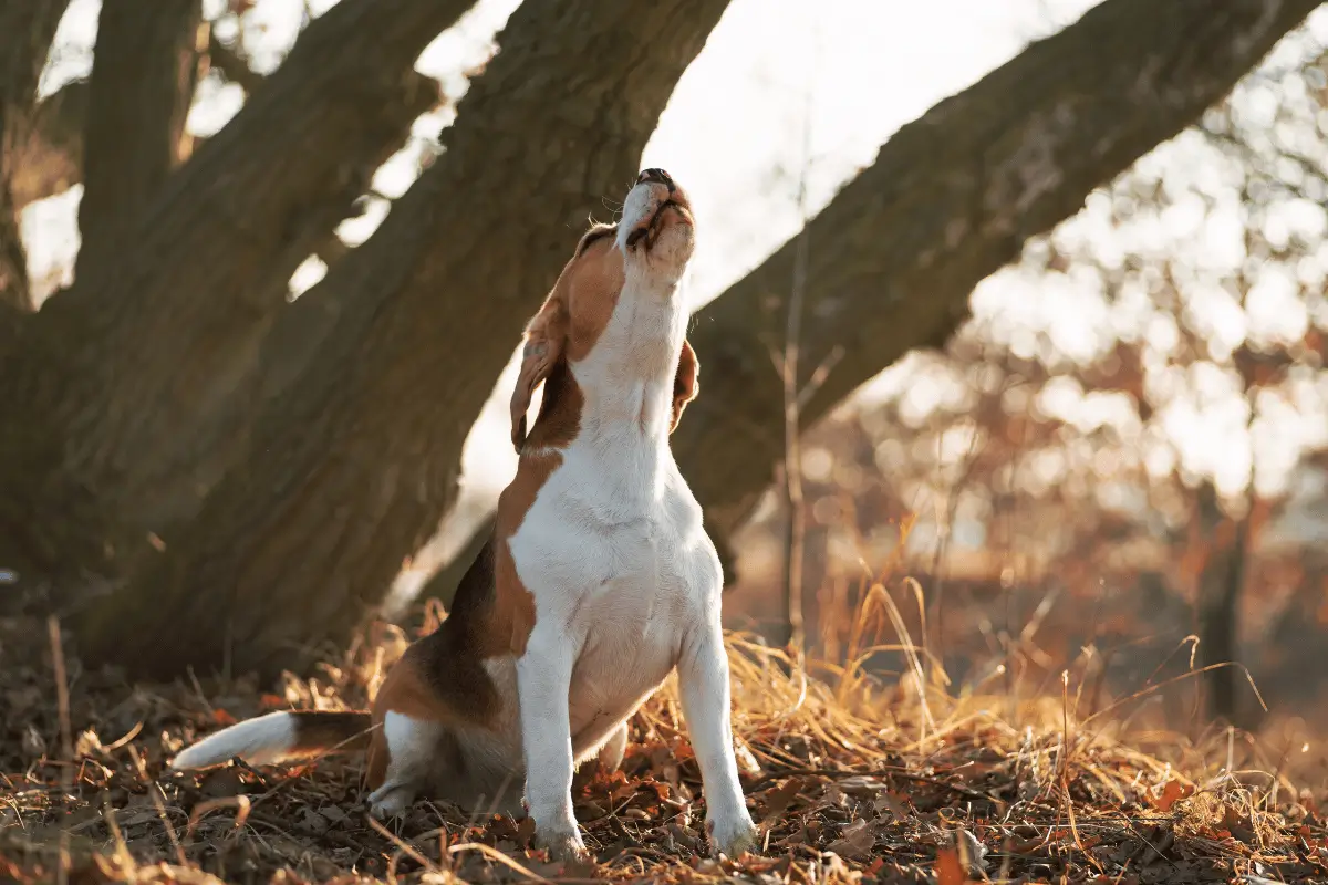 o que significa cachorro uivar