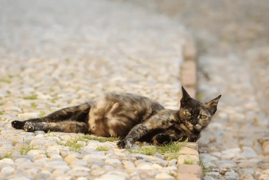 quanto tempo dura a gestação de um gato