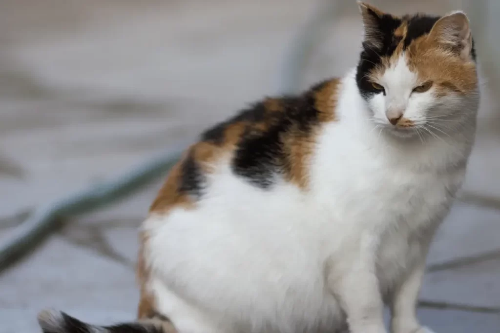 quanto tempo dura a gestação de um gato