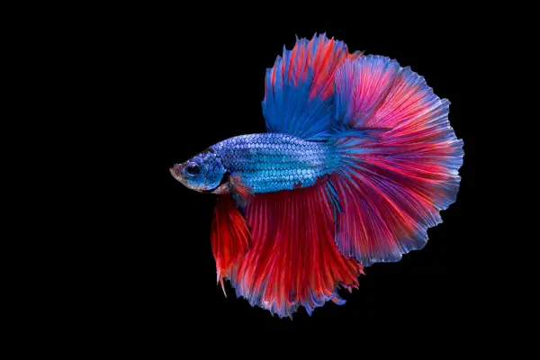 peixe Betta