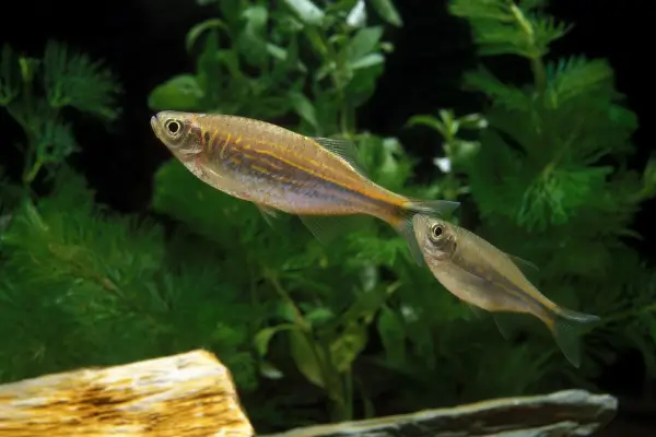 Danio pérola