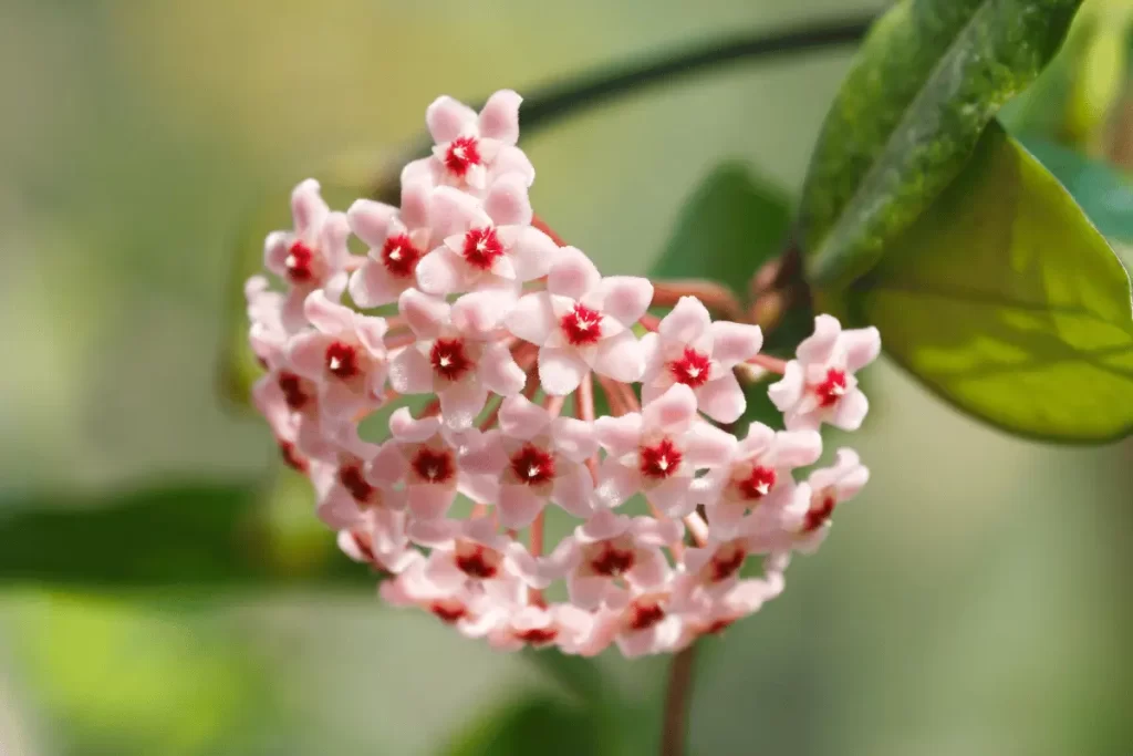 Flor de Cera Beleza Botânica e Simbolismo Cultural