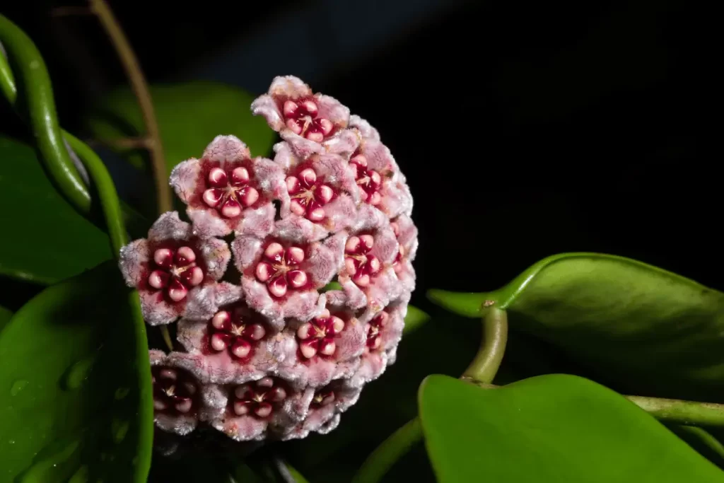 Flor de Cera Beleza Botânica e Simbolismo Cultural