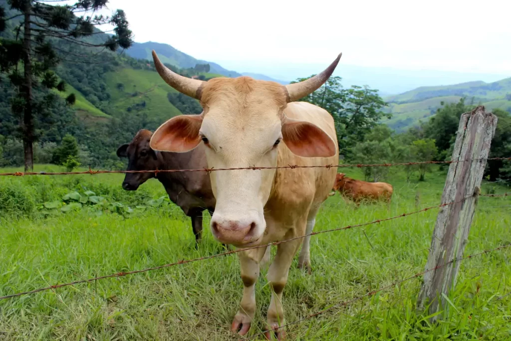 Gado Gabiru