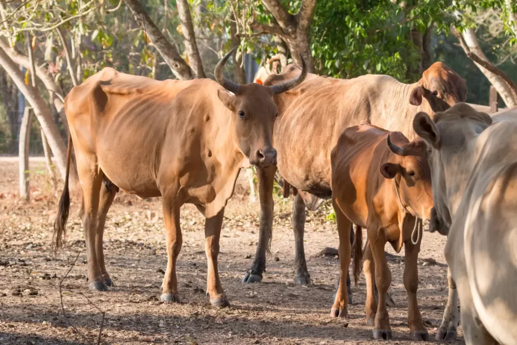 Gado Gabiru