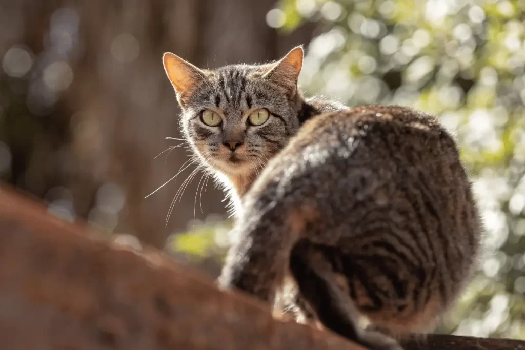 Gatos Domésticos de Pelo Curto