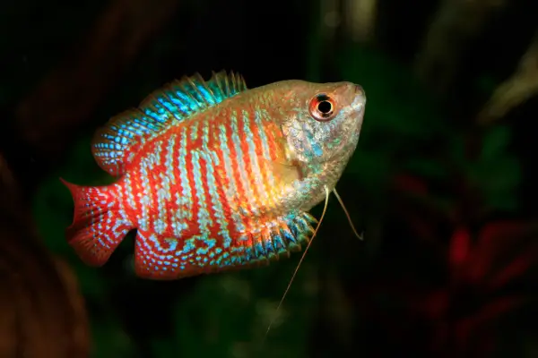 Gourami anão