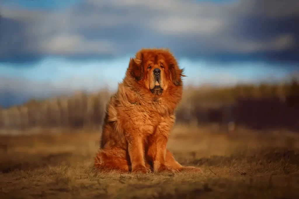 Mastim Tibetano