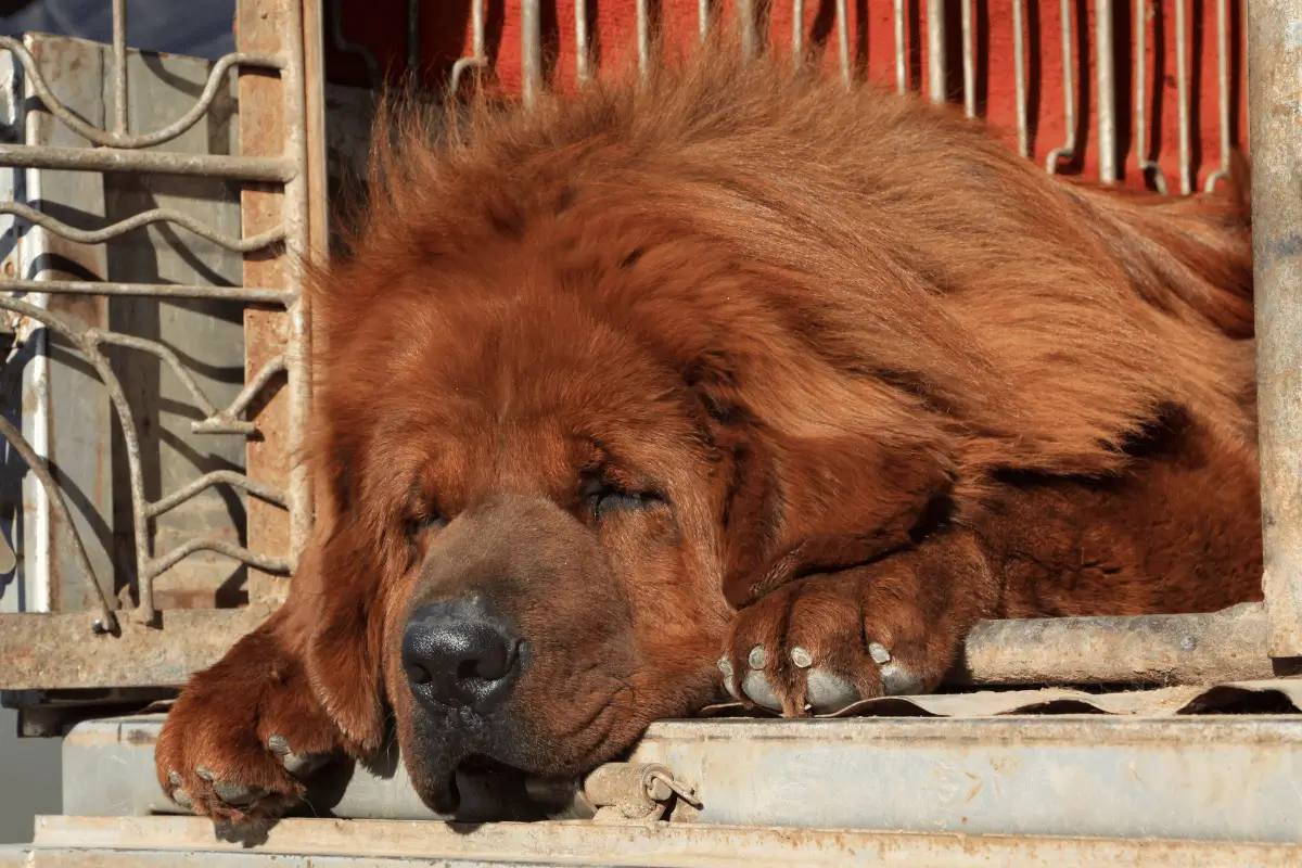 Mastim Tibetano