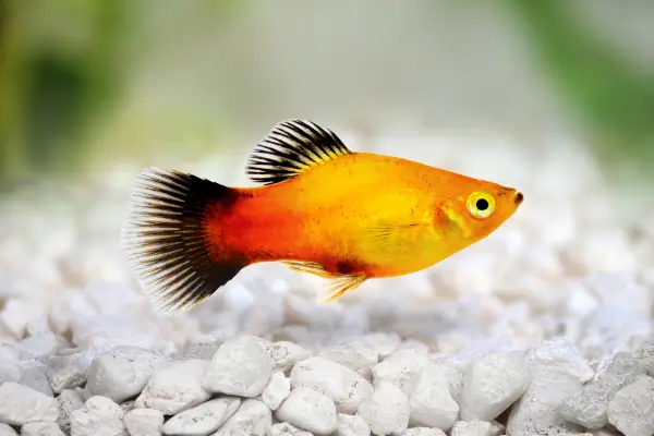 Mickey Mouse Platy - peixe pequeno para aquario