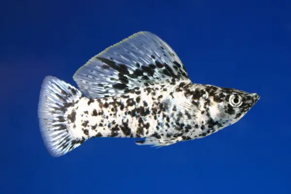 Peixe Molinésia velífera