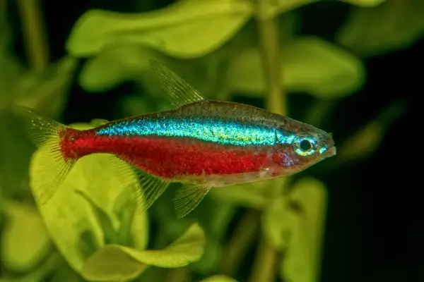 peixe pequeno para aquario Neon Tetra