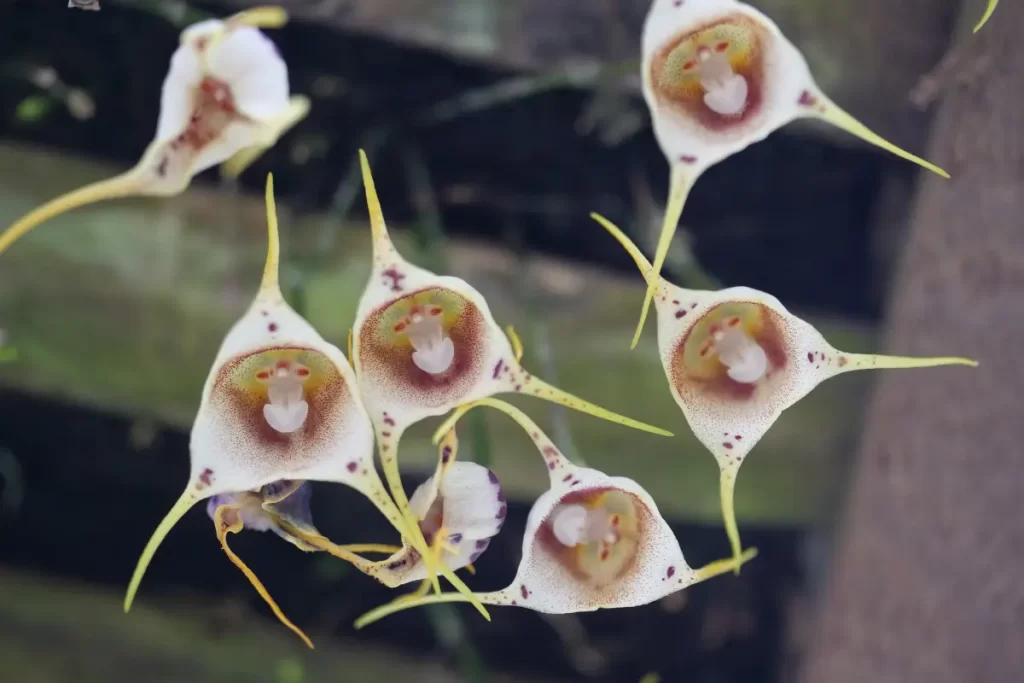 orquídea Cara de Macaco