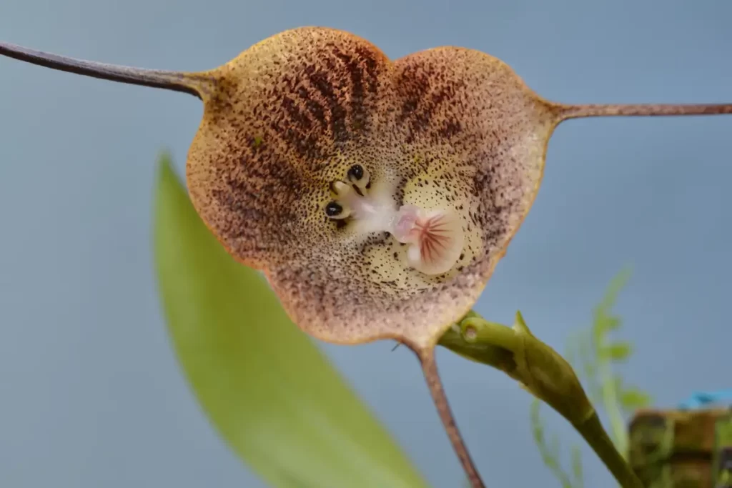 orquídea Cara de Macaco 