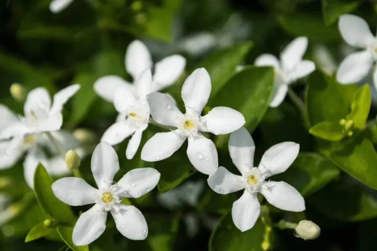 Planta Jasmim Cachorro A Beleza e Fragrância que Encantam