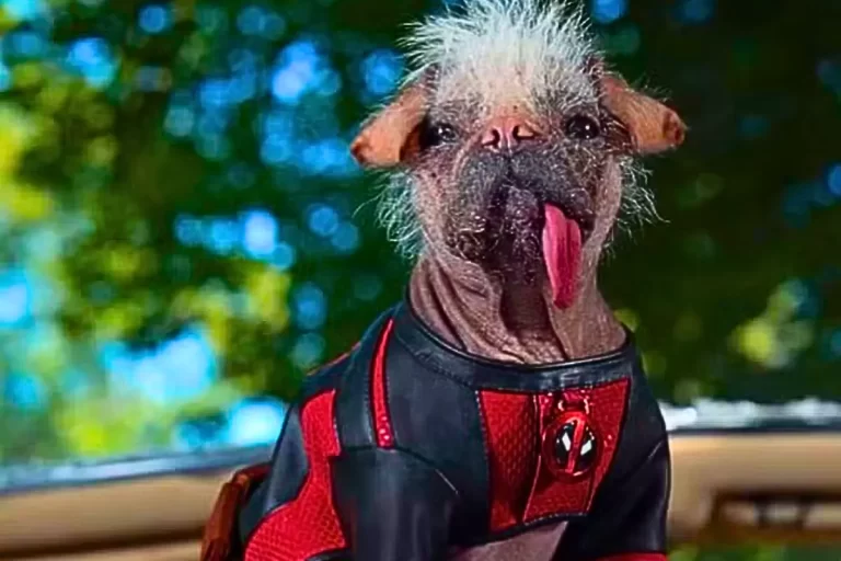 Quem é Dogpool: Conheça Peggy, a Cachorrinha que Conquistou Hollywood