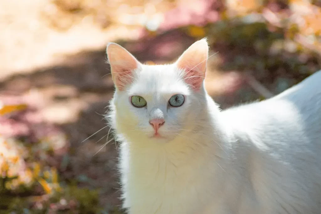  Raça de Gato Branco