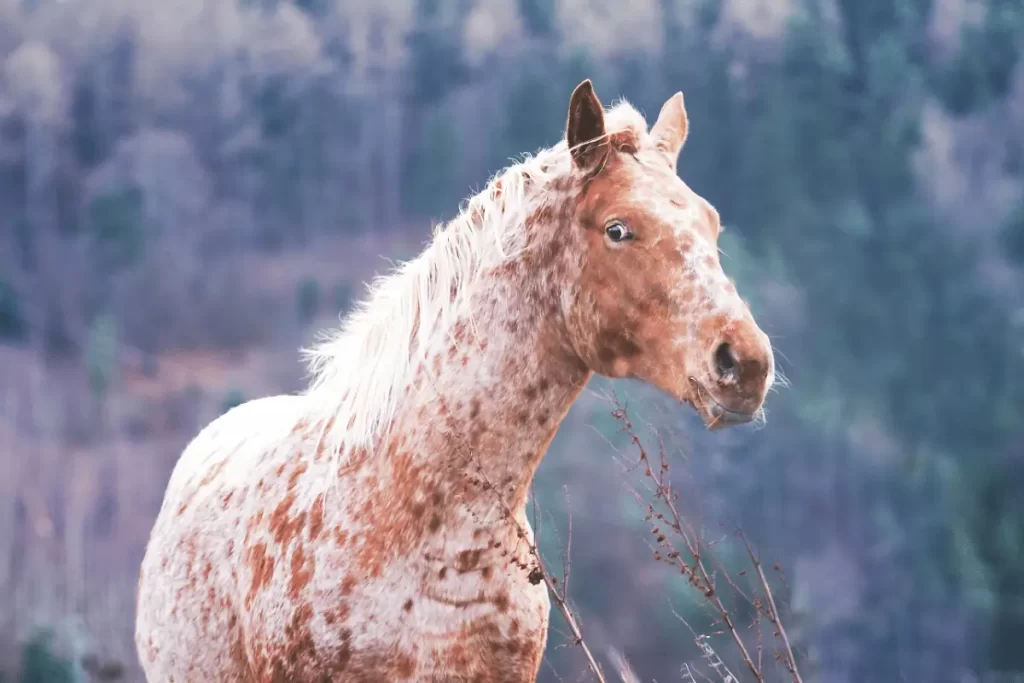 Raças de Cavalo