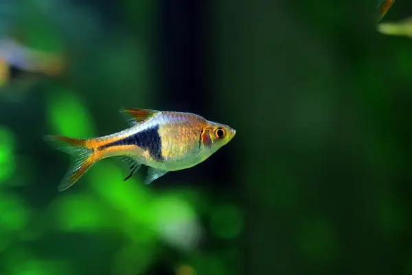 PEIXE PEQUENO DE AQUARIO - Rasbora Arlequim