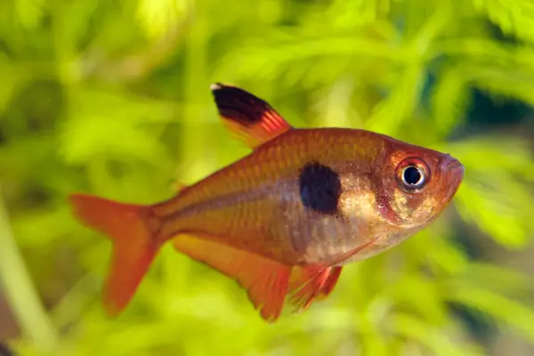 peixe pequeno - Tetra Serpae