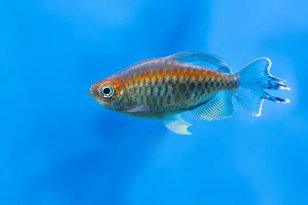 Peixe Tetra do Congo